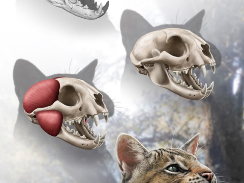 15,5 milyard il əvvəl yaşamış pişik növü aşkarlandı