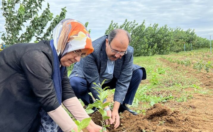 Türkiyə səfiri Lənkəranda çay tingi əkdi Türkiyə səfiri Lənkəranda çay tingi əkdi