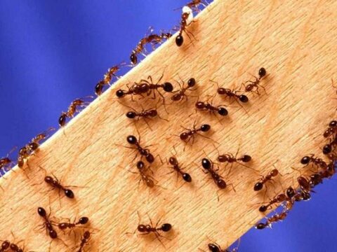 Dünyanı idarə edən kiçik canlılar