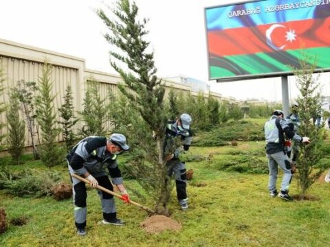 Yaşıllığı azalan Bakı fəlakətli əraziyə çevrilib