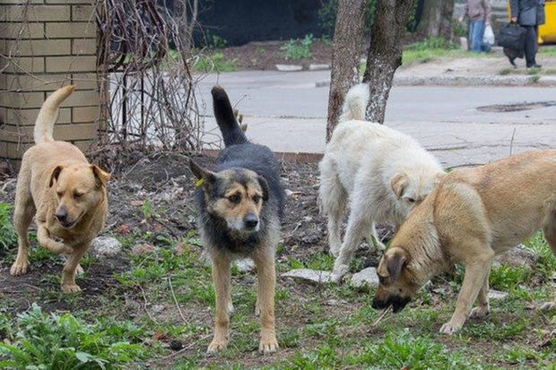 İnsanlara hücum edən küçə itləri