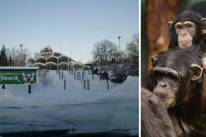 Zooparkdan qaçan 4 şimpanze öldürüldü Zooparkdan qaçan 4 şimpanze öldürüldü