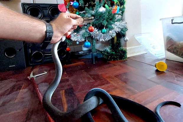 İlan ovçusu üçün Milad “hədiyyəsi” – qara mamba