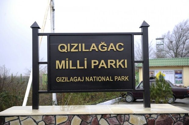 Qızılağacda balıq tutan şəxs saxlanıldı Qızılağacda balıq tutan şəxs saxlanıldı