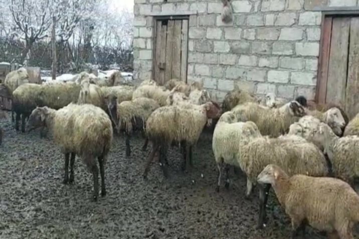 Fermadan heyvan oğurlayanlar TUTULDU Fermadan heyvan oğurlayanlar TUTULDU
