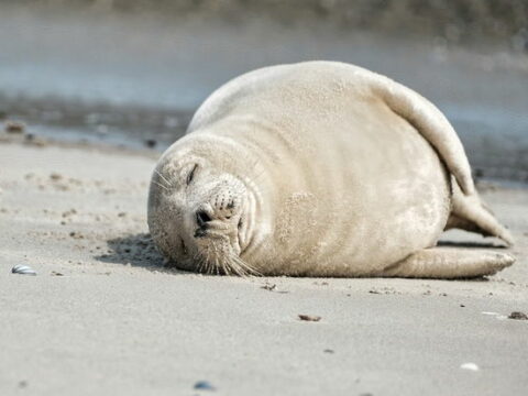 Xəzər sahilində yenidən suitilərin kütləvi ölümü aşkarlanıb
