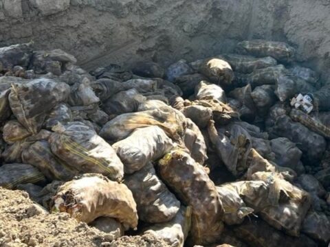 İrandan gətirilən 71 ton kartofda zərərli orqanizm aşkarlanıb