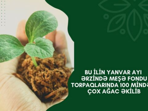 Meşə fondu torpaqlarında 100 mindən çox ağac əkilib