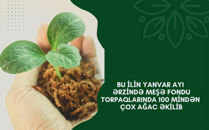 Meşə fondu torpaqlarında 100 mindən çox ağac əkilib Meşə fondu torpaqlarında 100 mindən çox ağac əkilib