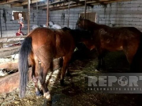Naxçıvanda yararsız at əti mal əti adı altında restoranlara satılırmış