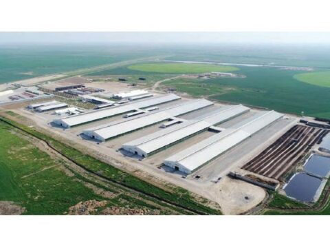 Azərbaycanda yeni ətlik və südlük istiqamətli aqroparklar yaradılır