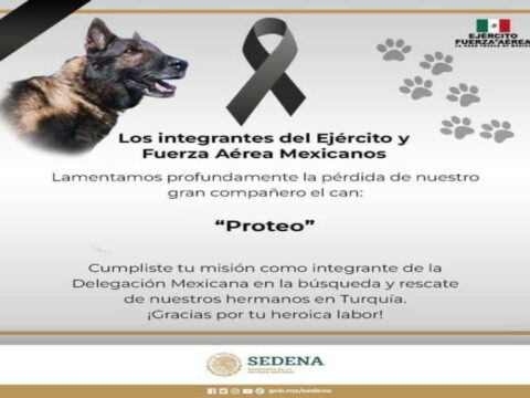 Türkiyədə Meksikadan gələn axtarış iti dağıntılar altında qalaraq ölüb – FOTO