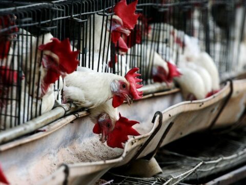 Quş qripinə qarşı monitorinqlər keçiriləcək