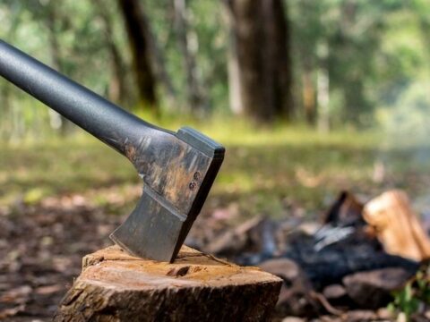 İsmayıllıda meşədə ağaclar kəsilib