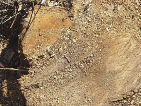 Ağac kəsilməsinə görə vəzifəli şəxs cərimələndi