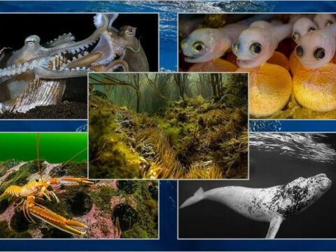 2023-cü ilin ən yaxşı sualtı kadrları seçilib