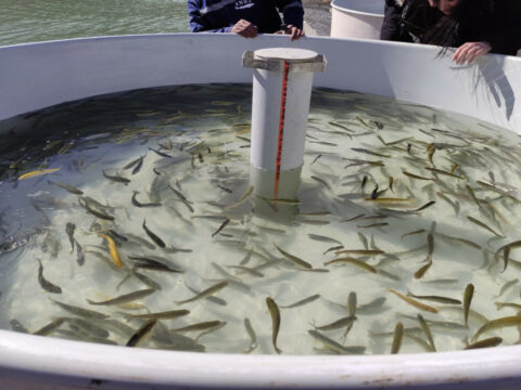 Həkəri çayına balıq körpələri buraxıldı