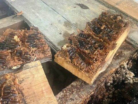 Arılar britaniyalı ailənin evini nəhəng pətəyə çevirdi – FOTO