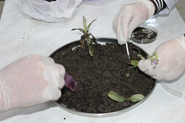 Naxçıvanda Xarıbülbül əkiləcək – FOTO