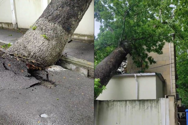 Azərbaycanda irigövdəli ağac məhkəmə binasının üzərinə aşıb