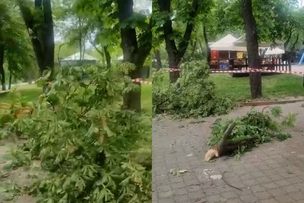 Kliçko raket qalıqlarının düşdüyü Kiyev zooparkını göstərdi