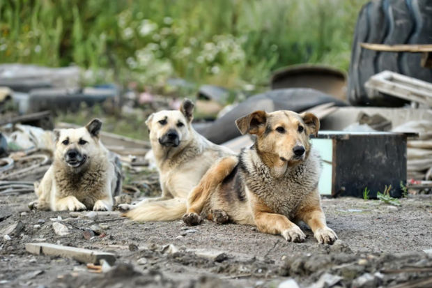 Rusiyadan müharibə ilə bağlı yeni “səfərbərlik”