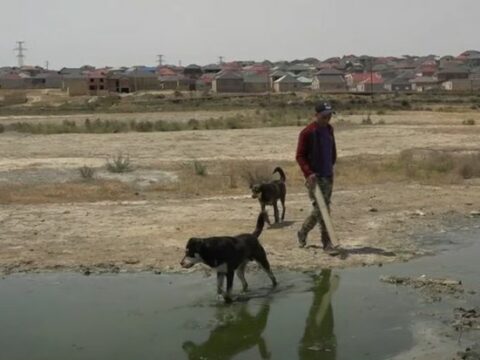 Masazırda itlərin hücumu nəticəsində zərərçəkən azyaşlıların valideynləri danışdılar