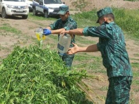 Laçında bir tondan artıq çətənə kolu məhv edilib