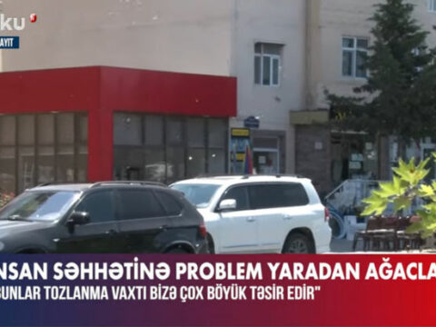 İnsan sağlamlığına təhlükə: Turanqa ağacı