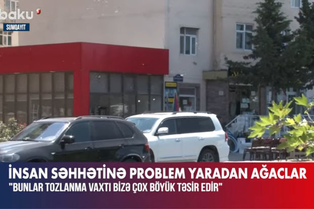 İnsan sağlamlığına təhlükə: Turanqa ağacı İnsan sağlamlığına təhlükə: Turanqa ağacı