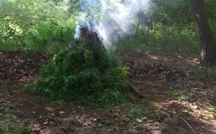 Yabanı halda bitmiş çətənə kolları MƏHV EDİLDİ