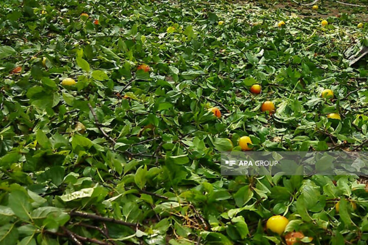 Güclü külək əsəcək, dolu düşəcək – XƏBƏRDARLIQ