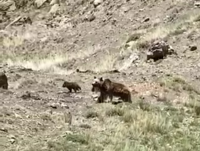 Laçın dağlarında iki balası ilə gəzən qonur ayı