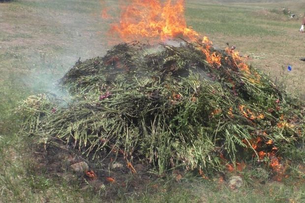 Yardımlıda 1,5 tondan artıq xaşxaş kolu məhv edilib