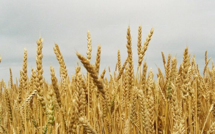 Ağ Ev Rusiyanı “Taxıl sazişi”nə yenidən baxmağa çağırıb