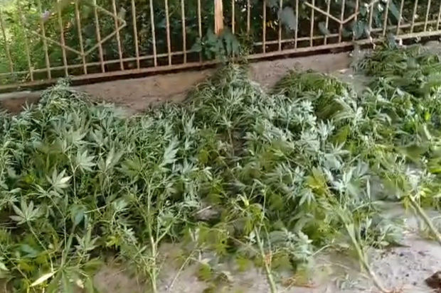 Goranboyda narkotik yetişdirməkdə şübhəli bilinən şəxs saxlanılıb