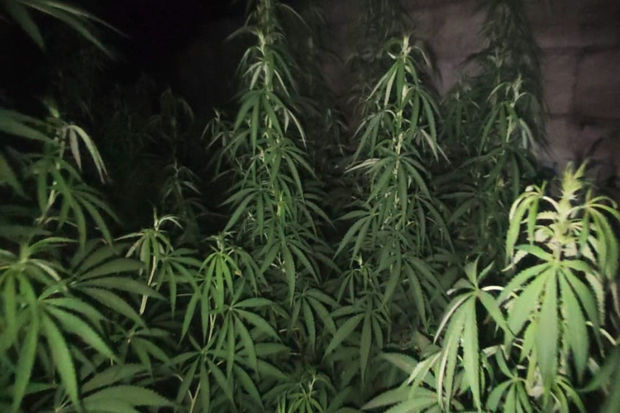 Lənkəran sakininin həyətindən narkotik vasitə və çətənə kolları aşkarlanıb