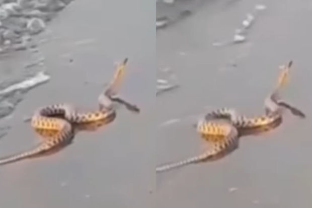 Bakıda çimərlikdə ilan peyda oldu – VİDEO