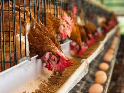 Azərbaycana Rusiya və Şotlandiyadan quşçuluq məhsullarının idxalına məhdudiyyət qoyulub