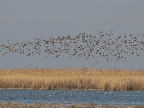 Qızılağac Milli Parkının ərazisində qanunsuz ov edən şəxs saxlanılıb