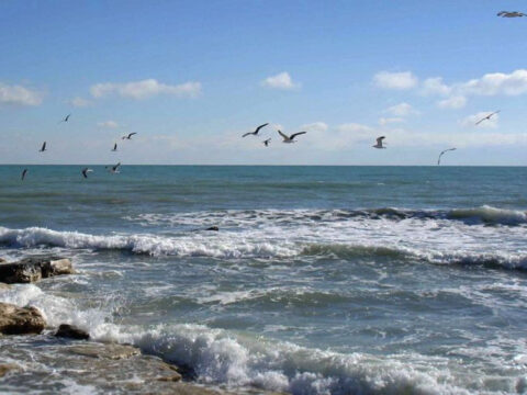 Şüvəlanda Xəzərin neftlə çirklənməsi aşkarlanıb