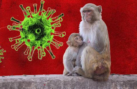 Dünyada 100 minə yaxın meymun çiçəyi virusuna yoluxma halı qeydə alınıb