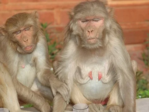 Gen terapiyası alkoqolizmdən xilas edəcək