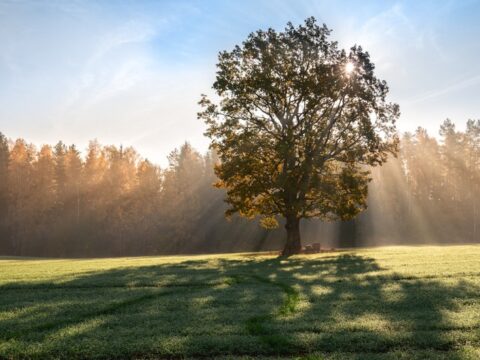 Ölkə ərazisində hava şəraiti yağmursuz keçib – FAKTİKİ HAVA