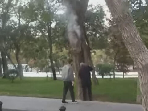 Bakıda Sahil bağında ağacı yandırmağa çalışdılar