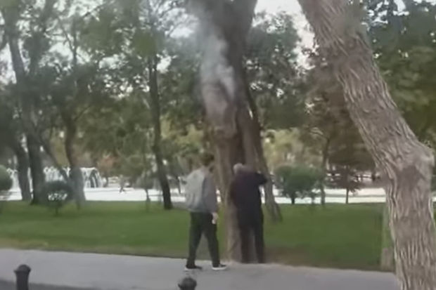 Bakıda Sahil bağında ağacı yandırmağa çalışdılar