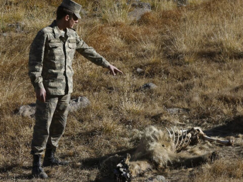 Hikmət Hacıyev ermənilərin basdırdığı minanın qurbanı olmuş qonur ayının görüntüsünü yayıb