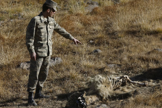 Hikmət Hacıyev ermənilərin basdırdığı minanın qurbanı olmuş qonur ayının görüntüsünü yayıb Hikmət Hacıyev ermənilərin basdırdığı minanın qurbanı olmuş qonur ayının görüntüsünü yayıb