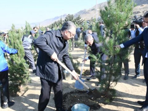 Bakıda növbəti ekoloji aksiya keçirilib, 400 şam ağacı əkilib