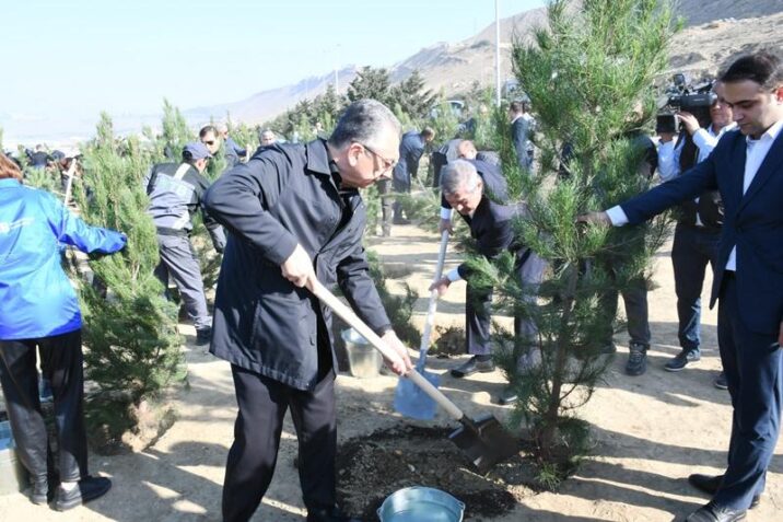 Bakıda növbəti ekoloji aksiya keçirilib, 400 şam ağacı əkilib